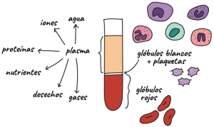 Composición de la sangre humana
