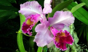 La Orquídea: Flor Nacional de Venezuela