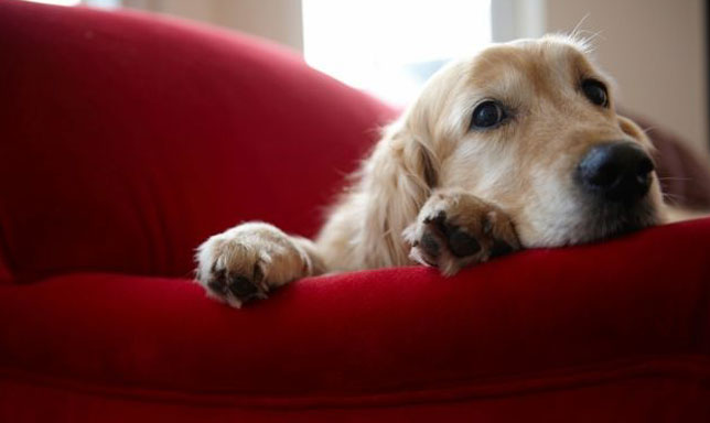 Consejos para dejar a tu mascota sola en casa