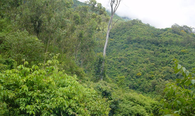 Tipos de vegetación en Venezuela