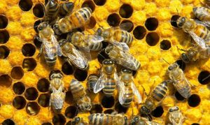 Las abejas y sus características