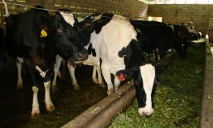El ganado lechero y su alimentación