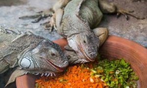 La alimentación de las iguanas verdes