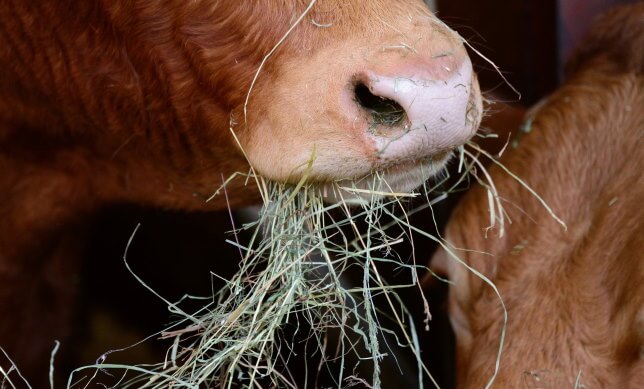 Alimentación de las vacas