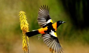 Aves de Venezuela