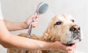 Consejos para bañar a tu perro