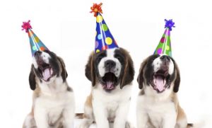 ¿Cómo hacer una fiesta de cumpleaños de perro?