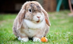 Los conejos y sus características