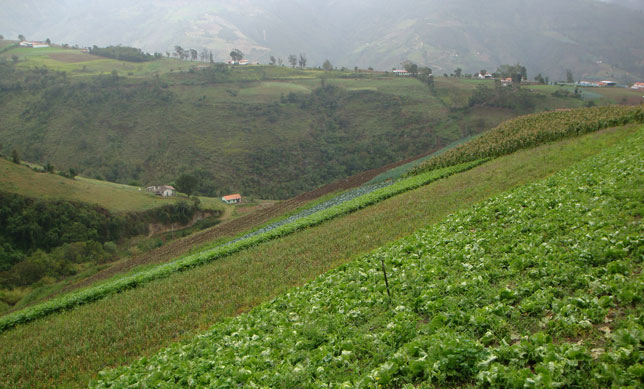 Cultivos en Venezuela