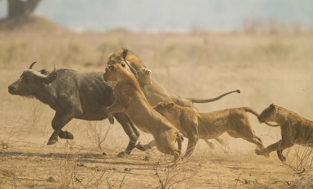 Los animales depredadores