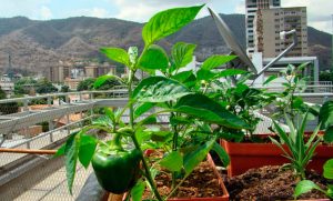 Festival Venezuela Vive la Agricultura Urbana