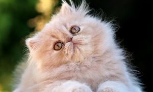 Características de los gatos persas