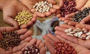 Ley de semillas en Venezuela
