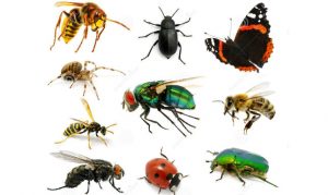 Los Insectos: Características