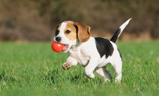 Tips para tener una mascota bien educada