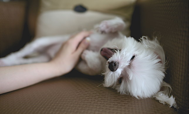 ¿Cómo educar los sentimientos de la mascota?