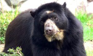 El oso frontino, llamado también oso sudamericano