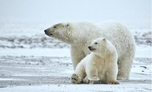 Los Osos Polares en peligro de extinción