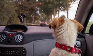 ¿Cómo llevar su perro de viaje en automóvil?