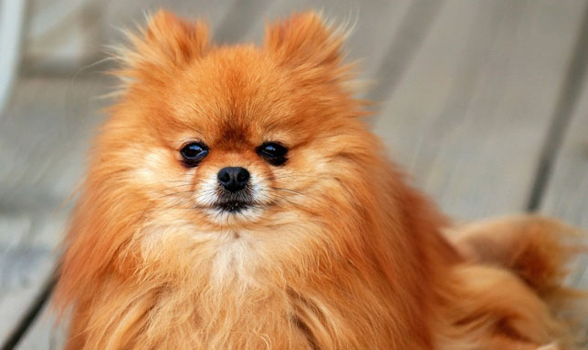 Pomerania o Spitz enano