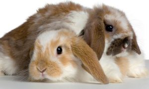 Conejos: Tipos de razas