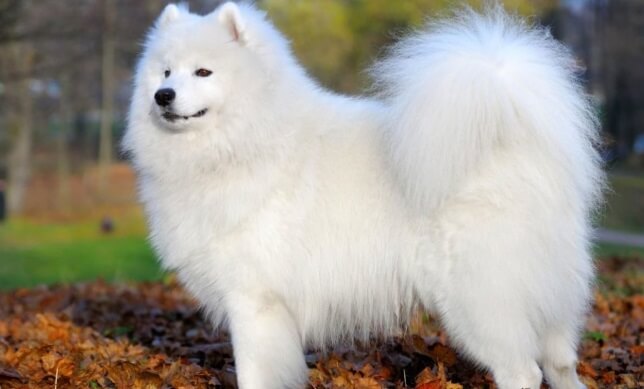 Los perros Samoyedo