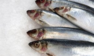 La sardina: Captura y comercialización