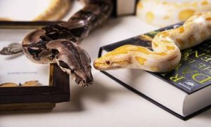 Tipos de serpientes domésticas