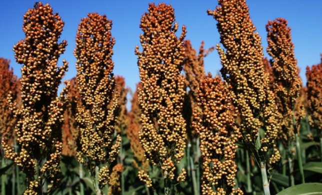 Cultivo de sorgo