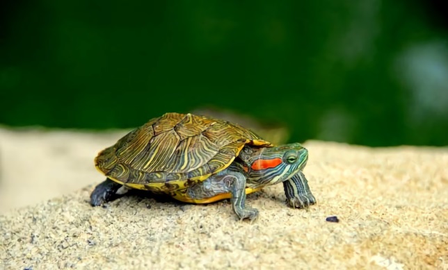 Tortugas de Agua Dulce: Características