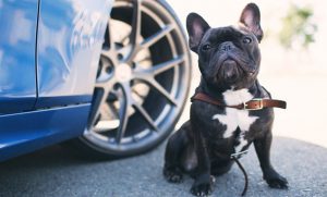 Viajar con mascotas en carro tienes sus trucos