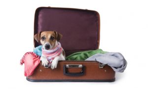 Consejos para viajar con mascotas
