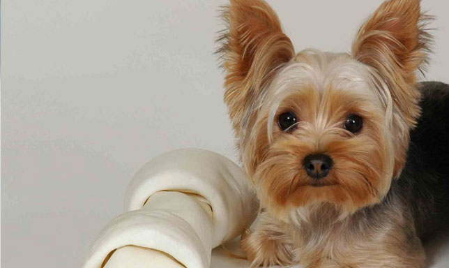 El Yorkshire Terrier y sus características