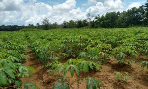 El cultivo de la yuca en Venezuela